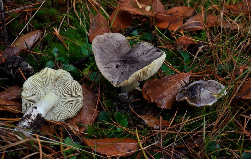 Glanzende ridderzwam Tricholoma potentosum