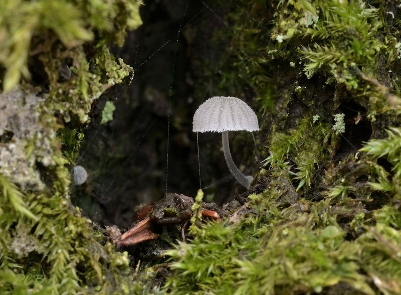 Suikermycena, donkere varieteit
