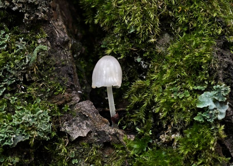 Kleverige schorsmycena, Mycena clavularis