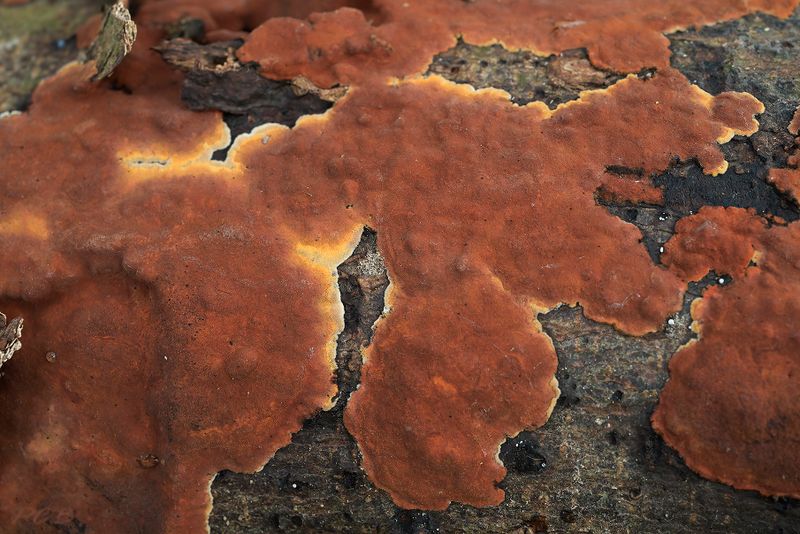 Kaneelkleurige borstelzwam, Hymenochaete cinnamomea