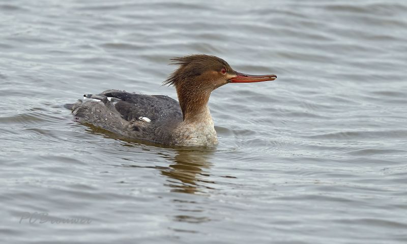 Middelste zager man juveniel
