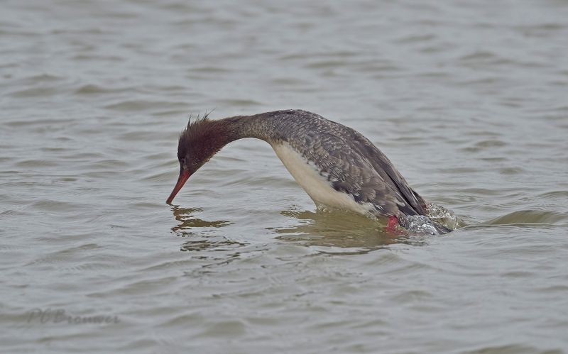 Duikende middelste zager