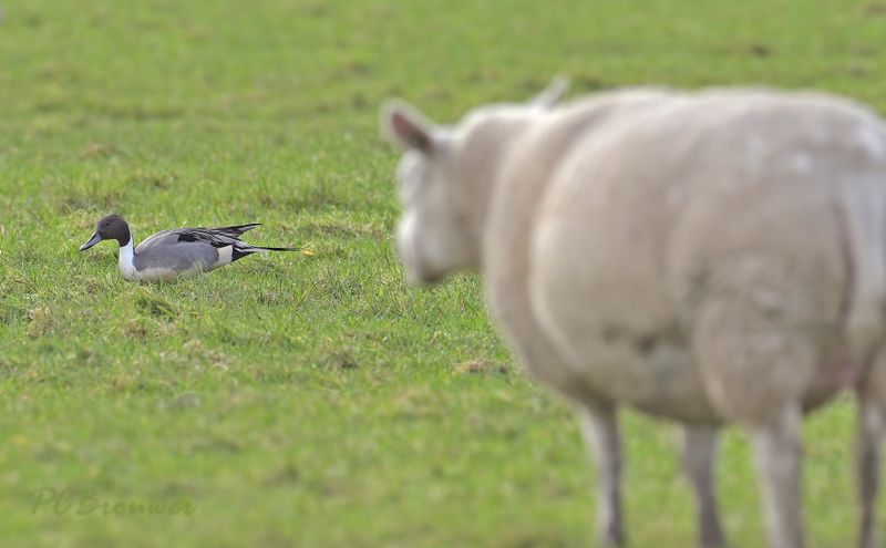 Pijlstaart versus schaap