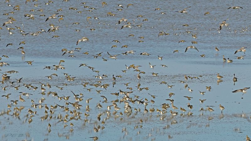 waddenzee 