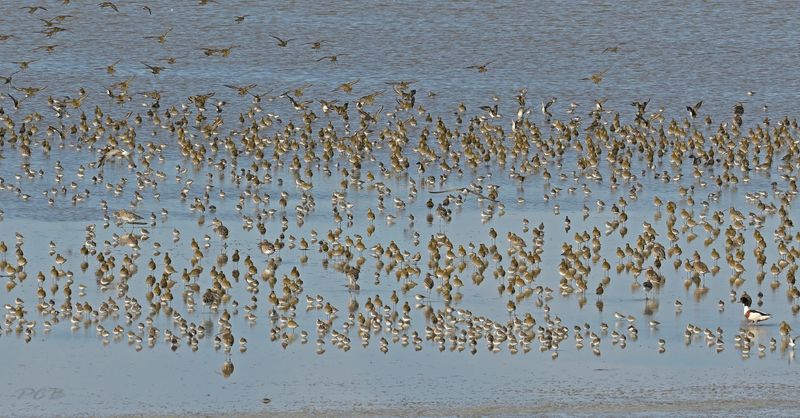 Waddenzee overwinteraars