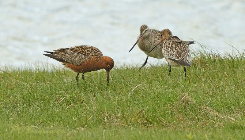 Rosse grutto, Limosa lapponica 
