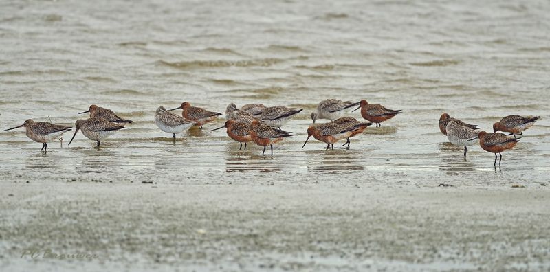 Rosse grutto, Limosa lapponica