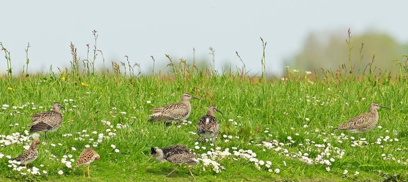 Kemphanen en regenwulpen