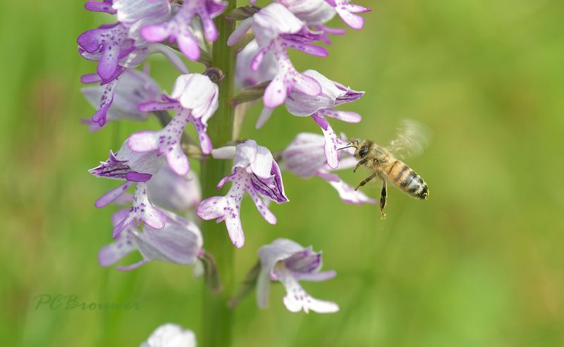 Bij met pollinia