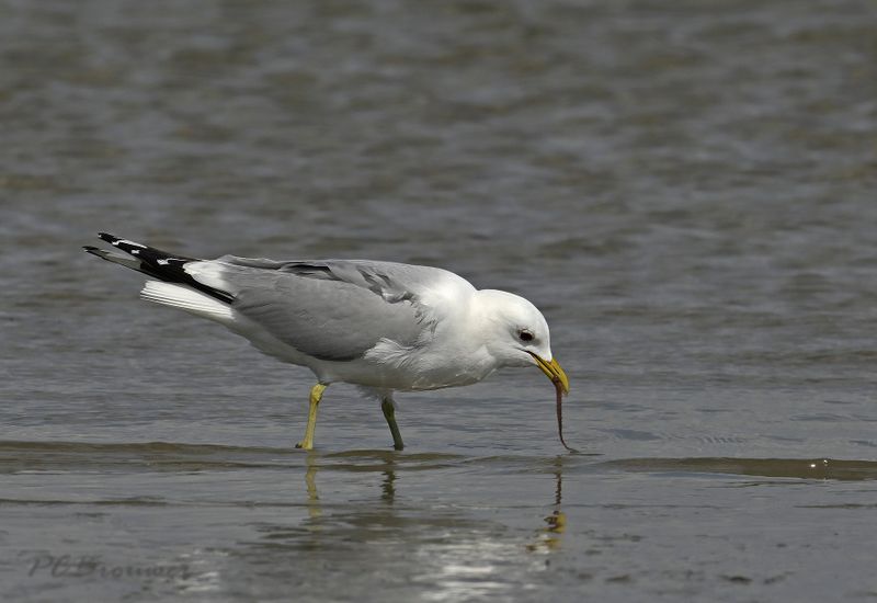 Stormmeeuw met zeepier