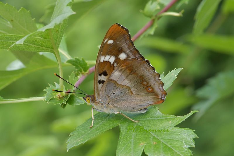 Kleine weerschijnvlinder
