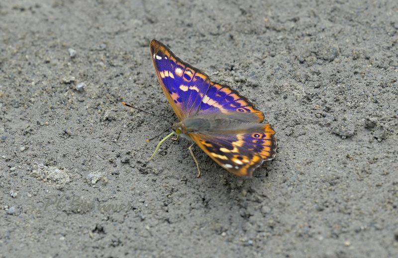 Kleine weerschijnvlinder