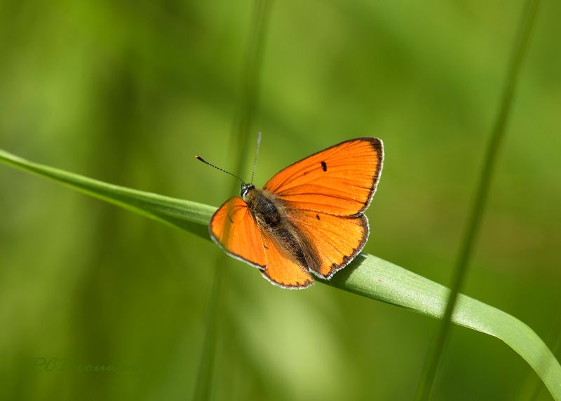 Grote vuurvlinder man, Lycaena dispar dispar