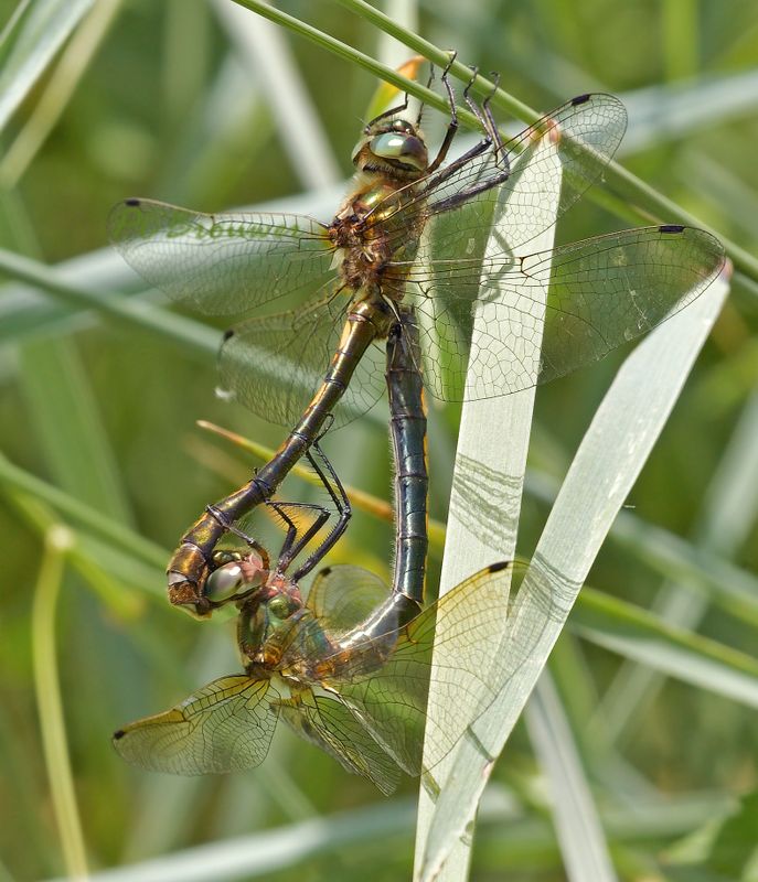 paring bronslibellen, Oxygastra curtisii