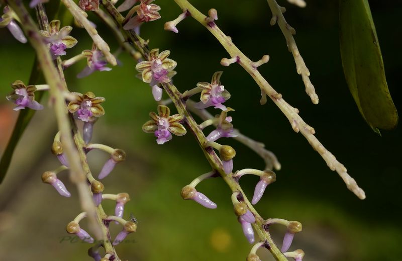 Cleisostoma rostratum
