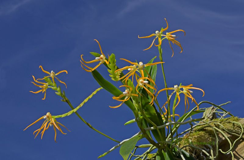 Thrixpermum centipeda