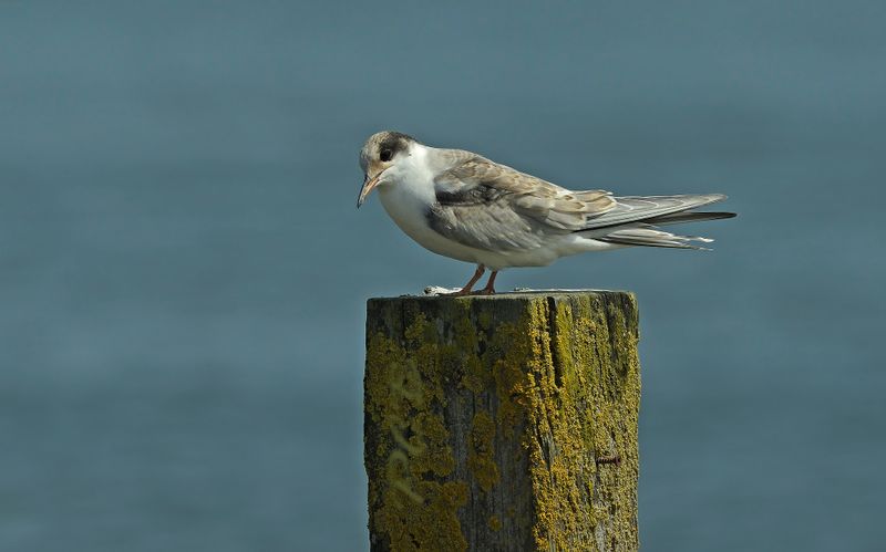 Sterna hirundo juvenile