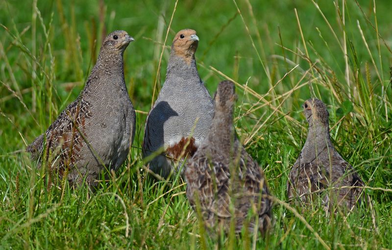 Patrijshen met 3 jongen
