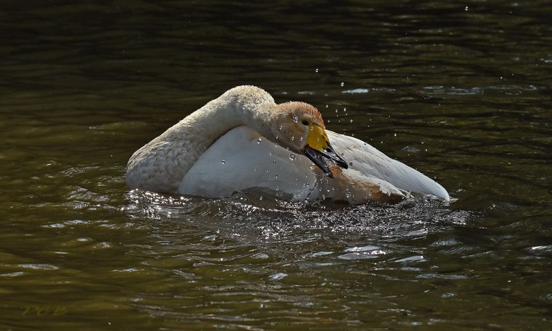 Wilde zwaan