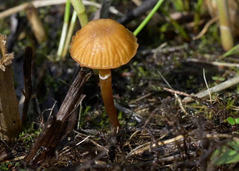 Witgeringd mosklokje 