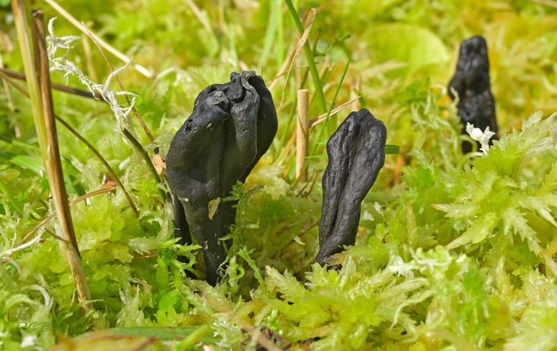 Aardtong Geoglossum uliginosum, Waterland Oost in levend veenmos