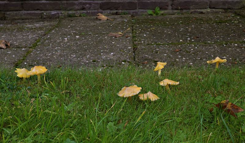Hygrocybe subglobispora