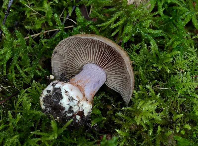 Blauwsteel gordijnzwam