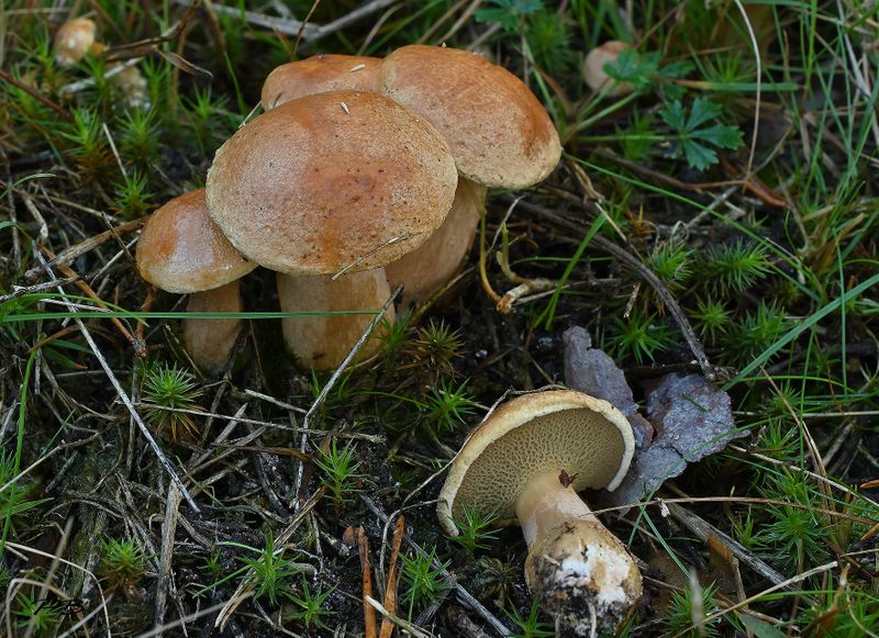 Peper boleetjes,  Chalciporus piperatus
