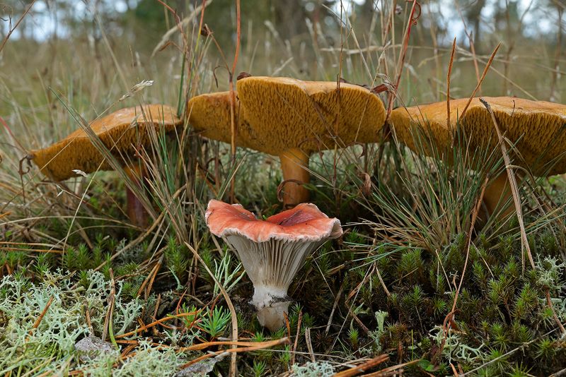 Koeienboleet met parasiet roze spijkerzwam