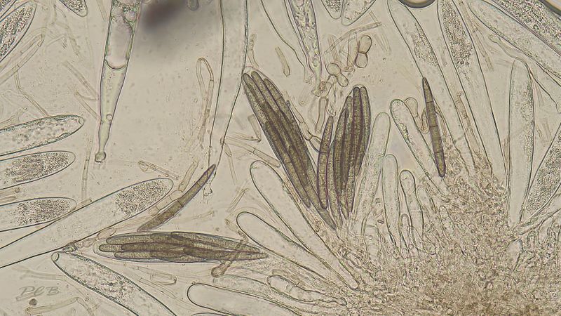 Kleverige aardtong (glutinosum) sporen 30 m