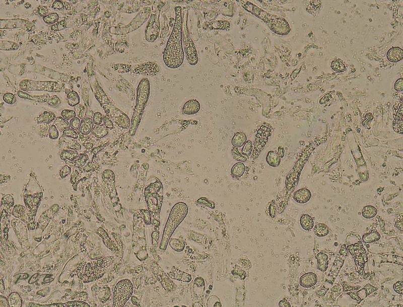 Spitse wasplaat sporen, Hygrocybe subglobispora