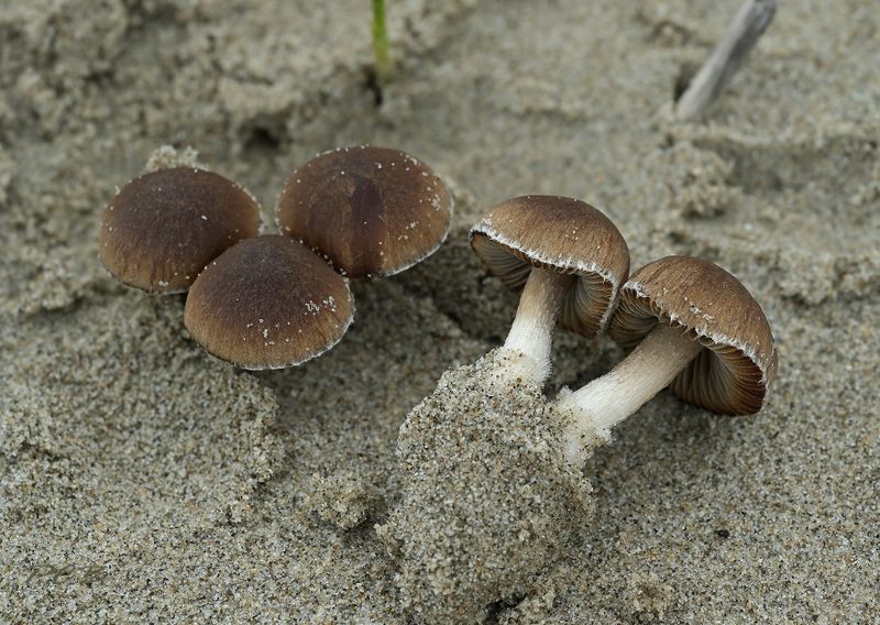Duinfranjehoed, Psatherella  ammophylla