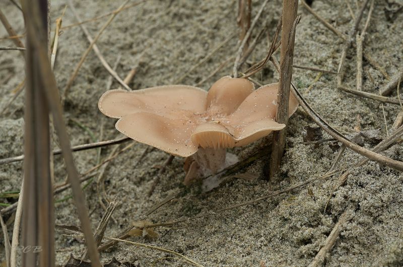 Vaalroze trechterzwam