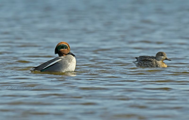 Wintertaling - balts
