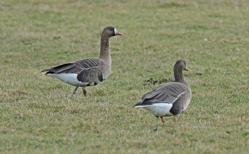 Kolgans met zwarte poten
