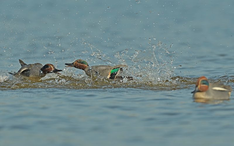 Wintertaling, selectie op fitheid