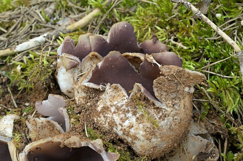 Kroonbekerzwam-Sarcosphaera coronaria