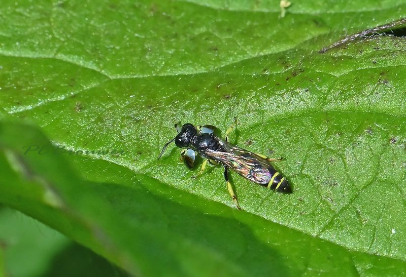 Zeefwesp, Crabro peltarius