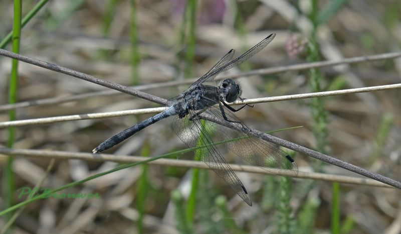 Oostelijke witsnuitlibel, Leucorrhinia albifrons