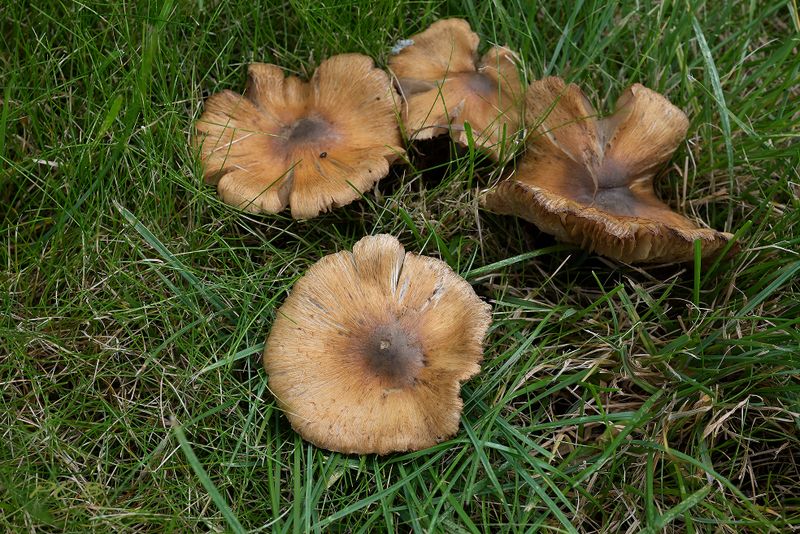 Geelbruine spleetvezelkop