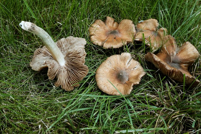 Geelbruine spleetvezelkop