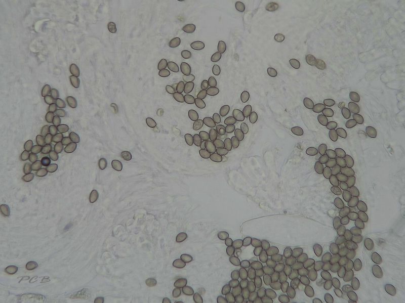 Geelbruine spleetvezelkop  sporen 4 X 3  m - Inocybe rimosa