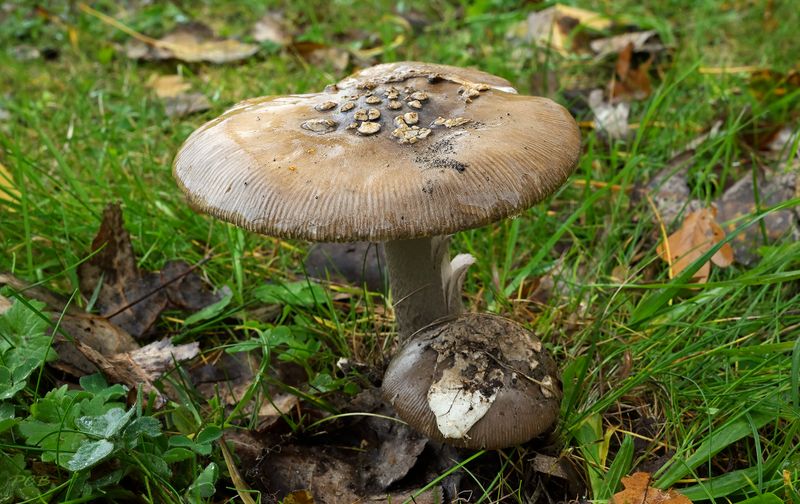 Verregende Prachtamaniet