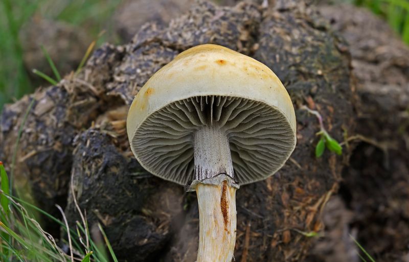 Stropharia - Protostropharia semiglobata