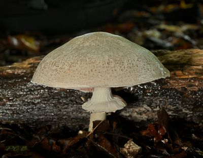 parelhoenchampignon