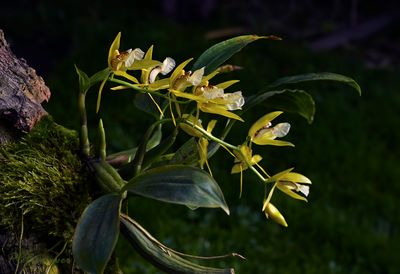 C. fuscescens var. brunea, 10 flowers on 1 plant