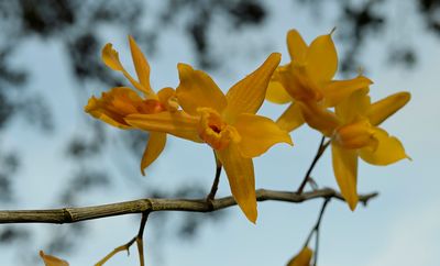 Dendrobium henryi  