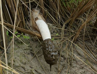 Duinstinkzwam, Phallus hadriani