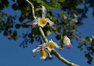 Dendrobium crystallinum, flower 7 cm across