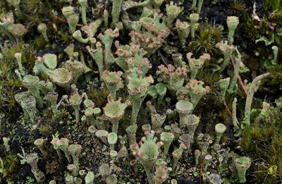 Rafelig bekermos Cladonia ramulosa